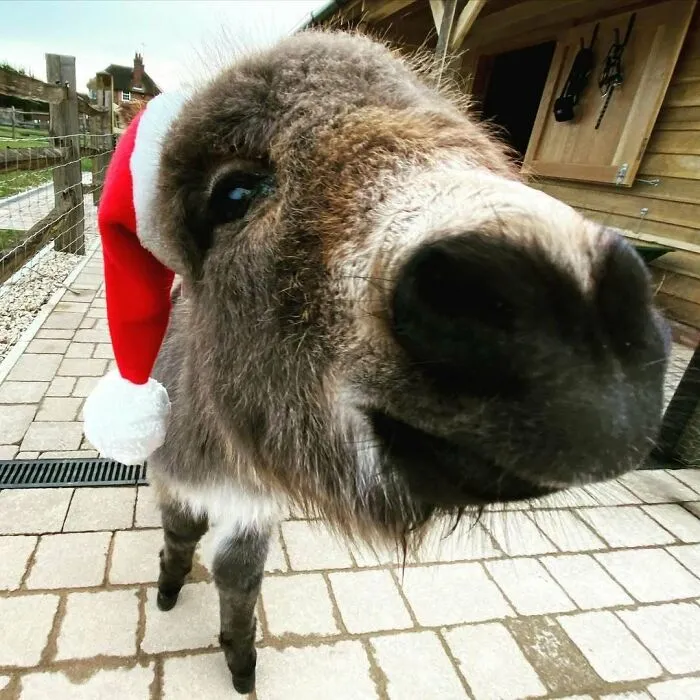 Merry Christmoose