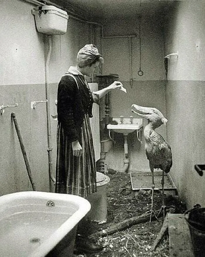 Mientras los soviéticos se acercan a Berlín, los habitantes de la ciudad hacen todo lo posible por cuidar a los animales del zoo, 1945