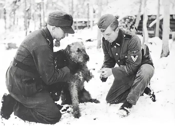 Soldados de la 6ª División de Infantería de Montaña Waffen SS «Nord» vendando la pata de un perro herido