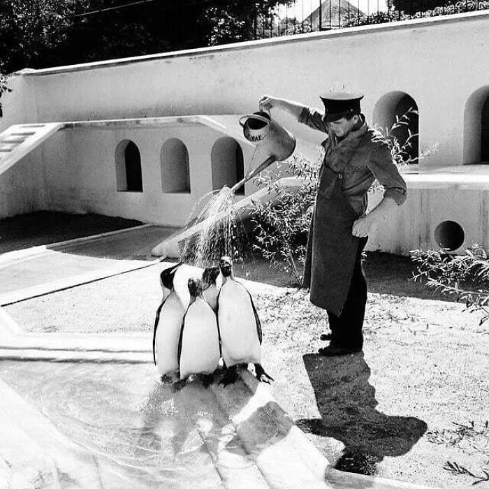 Un cuidador del zoo riega a unos pingüinos emperador para mantenerlos frescos en un caluroso día de verano, 1957
