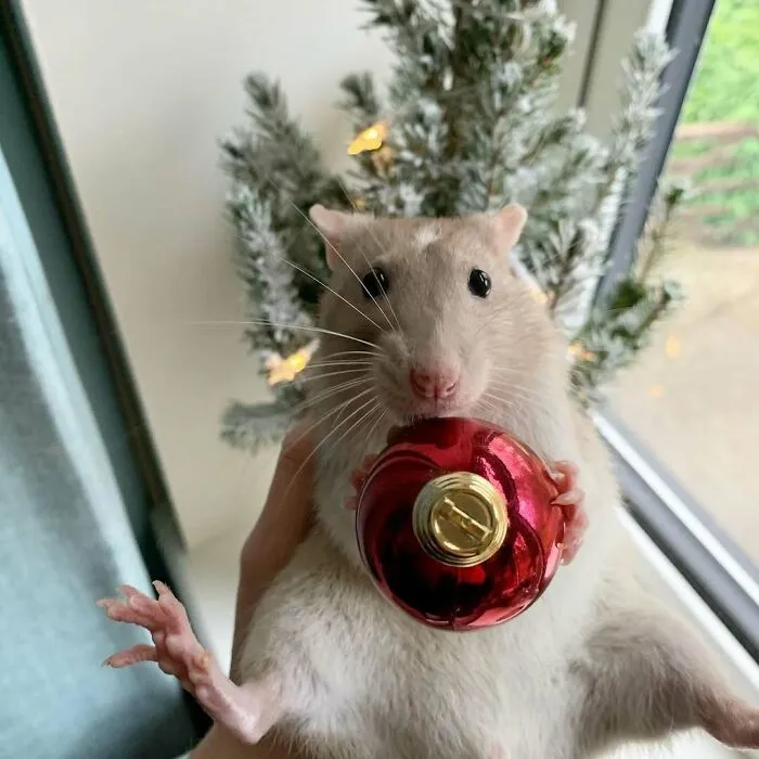 I Have Absolutely Loved Seeing Your Photos So Far, So Many Cute Little Rattos To Kick Off December