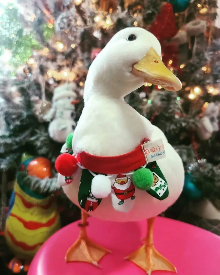 Merry Christmas And Happy Holidays