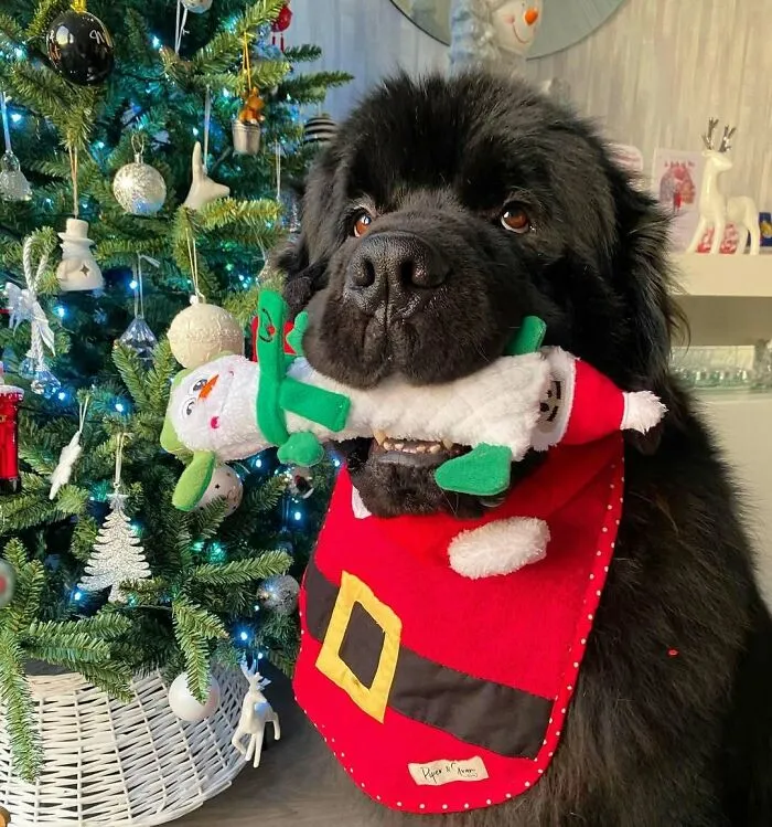 Christmas Fun