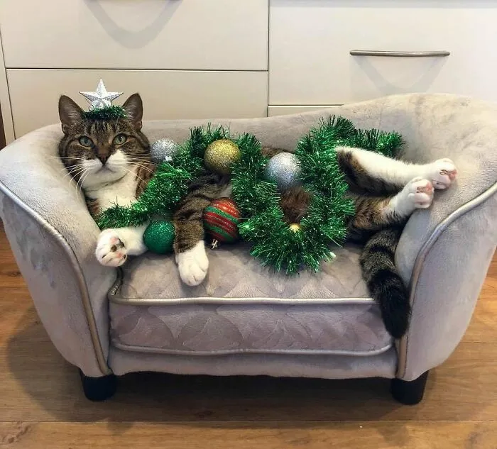 If I Had To Pick My Favourite Christmas Photo This Would Be It
