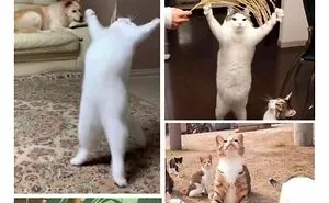 50 Wholesome Animal Memes That Might Just Turn Your Day Around