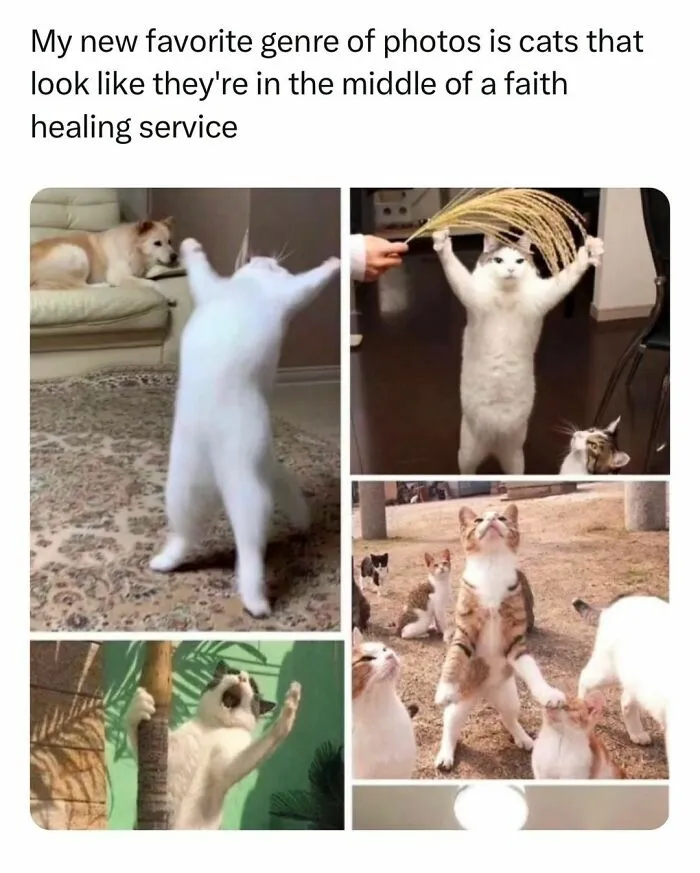 Funny-Pet-Memes-Pubitypets