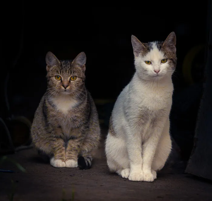 I Photographed 40 Street Cats To Celebrate Their Quirky And Endearing Personalities