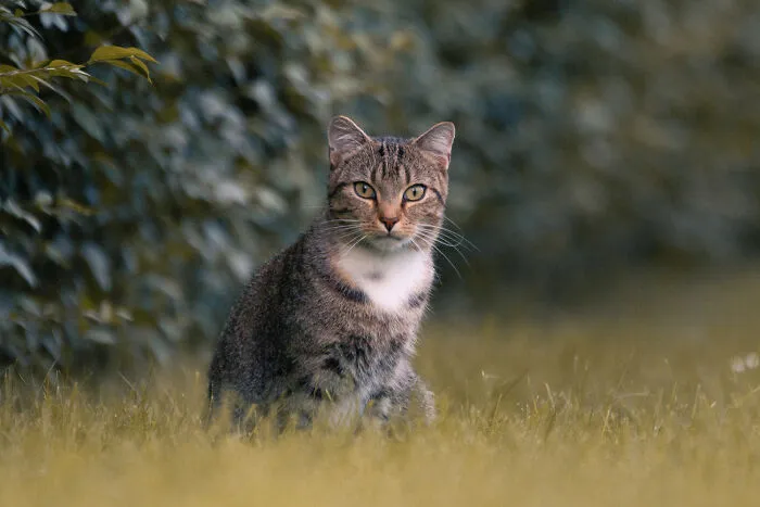 I Photographed 40 Street Cats To Celebrate Their Quirky And Endearing Personalities