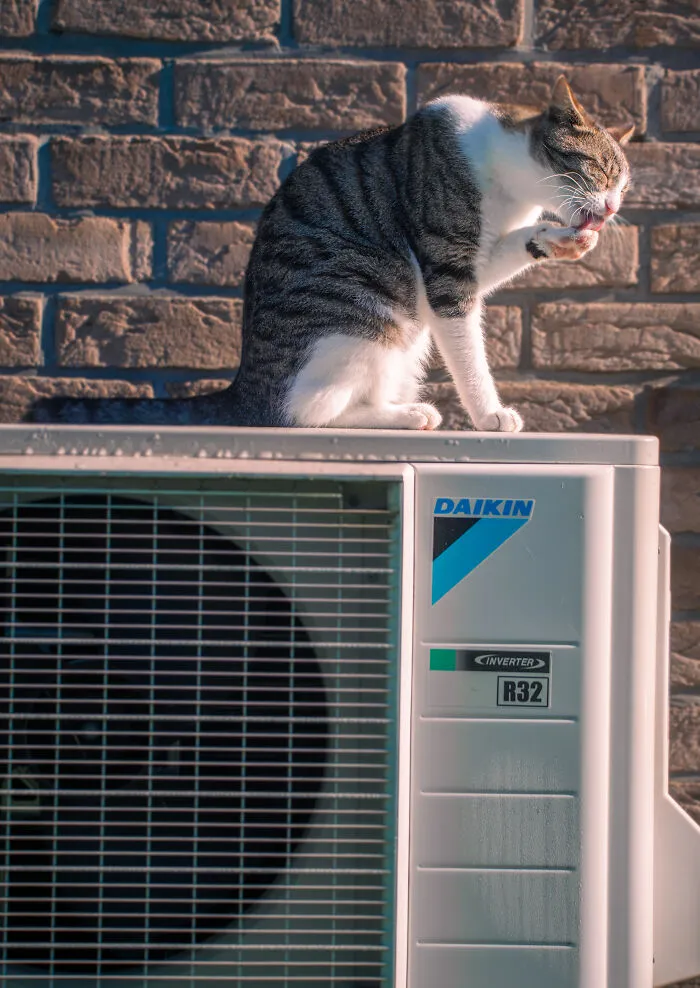 I Photographed 40 Street Cats To Celebrate Their Quirky And Endearing Personalities