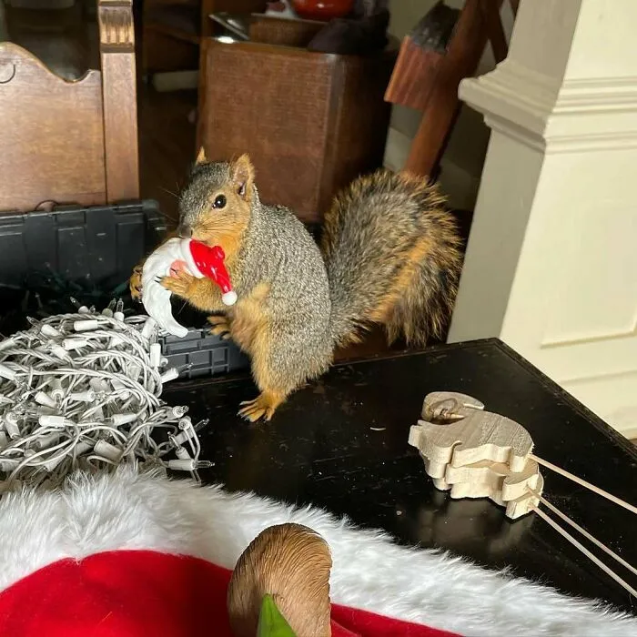 Oliver Wants To Help Decorate