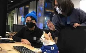 You Might Want To Stop Everything You’re Doing And Ogle At These 50 Hilarious Cat Memes