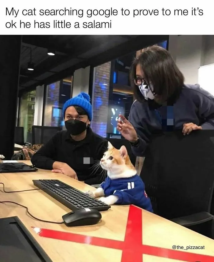 Funny-Cat-Pics-Jokes-Memes