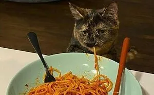 You Might Want To Stop Everything You’re Doing And Ogle At These 50 Hilarious Cat Memes