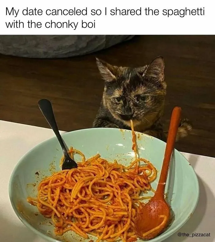 Funny-Cat-Pics-Jokes-Memes
