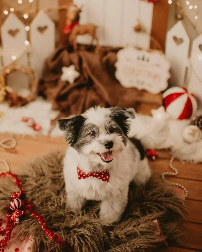 Because They Are Also Family, Because They Also Deserve To Be In Our Christmas Memories
