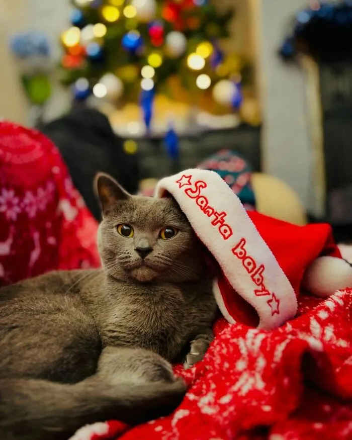 My Christmas Baby