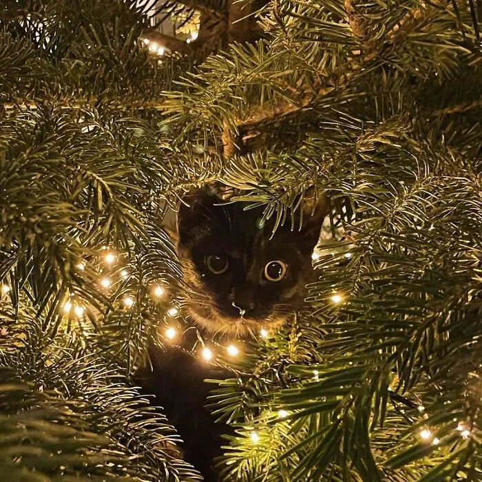 Mary Christmas