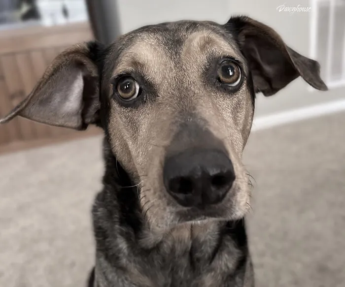 Pepper