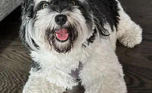 "In Your Eyes": 27 Pet Photographs That I Took