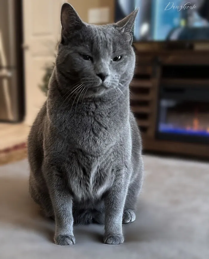 Pipa