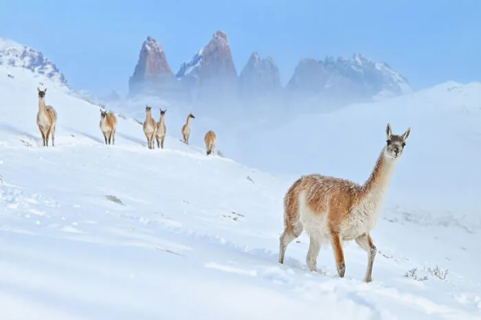 Category Mammals: Highly Commended, "Curious Guanaco" By Charles Janson