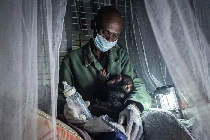 Category Human And Nature: Highly Commended, "Bed Time" By Gerard Carbonell