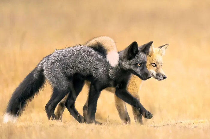 Category Animals Portraits: Category Winner, "Besties" By Marcia Walters
