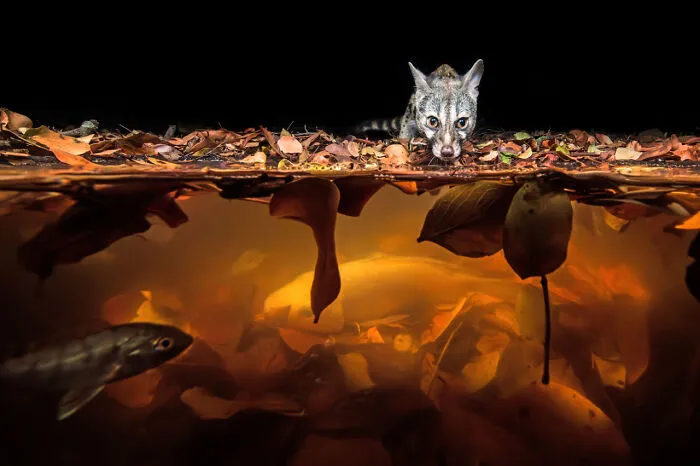 Category Mammals: Highly Commended, "Gone Fishing" By Hannes Lochner