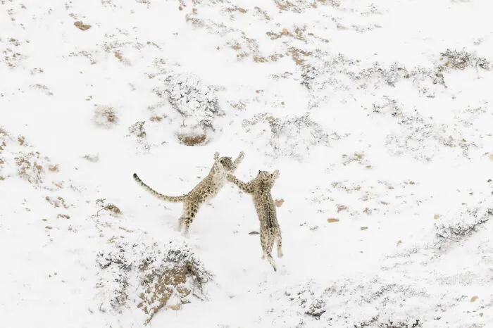 Winner Category Mammals And Overall Winner Npoty 2024: "Games Between Siblings" By Paolo Della Rocca
