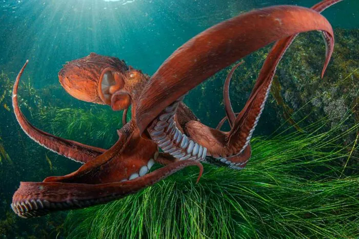 Category Underwater: Category Winner, "Giant Octopus Dofleini" By Andrey Shpatak