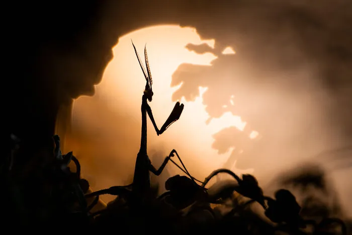 Category Other Animals: Category Winner, "Disturbing Shadow" By Sebastien Blomme