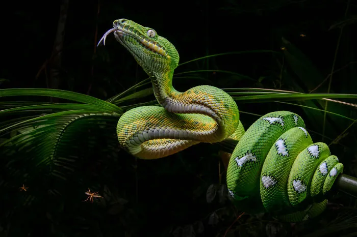 Category Animals Portraits: Highly Commended, "Emerald Gem" By Louis Guillot