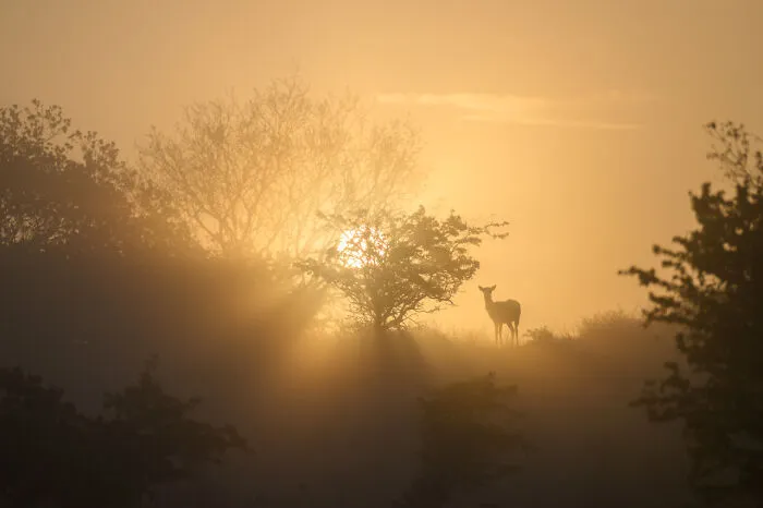 Category Nature Of “De Lage Landen”: Highly Commended, "Deer In Golden Light" By Richard Guijt