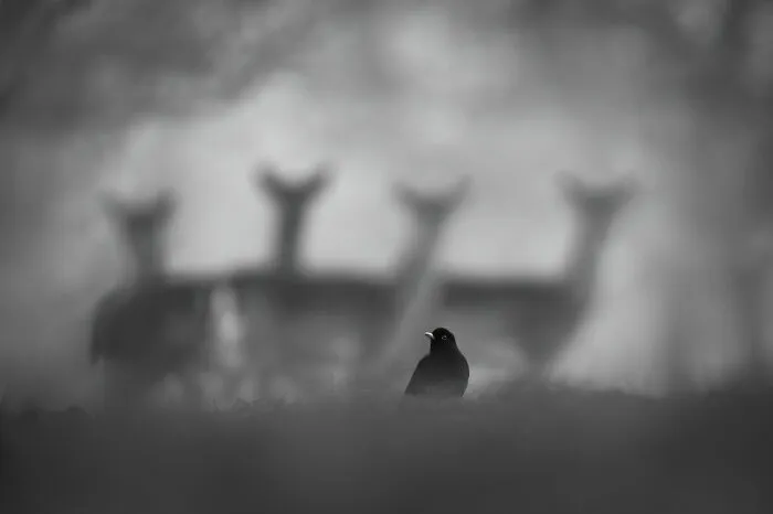 Category Black And White: Runner-Up, "Observed" By Luca Lorenz
