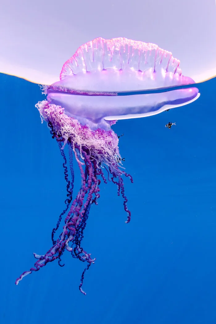 Category Underwater: Highly Commended, "Stinging Elegance" By Franco Banfi