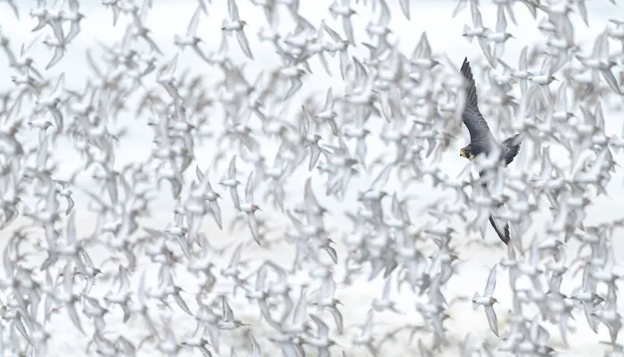 Category Birds: Runner-Up, "Shorebird Hunt" By Nick Dunlop