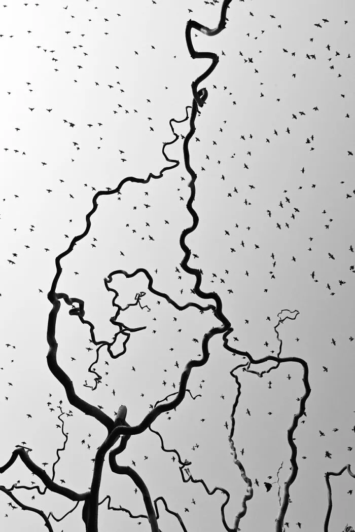 Category Black And White: Highly Commended, "Stray Birds" By Minghui Yuan