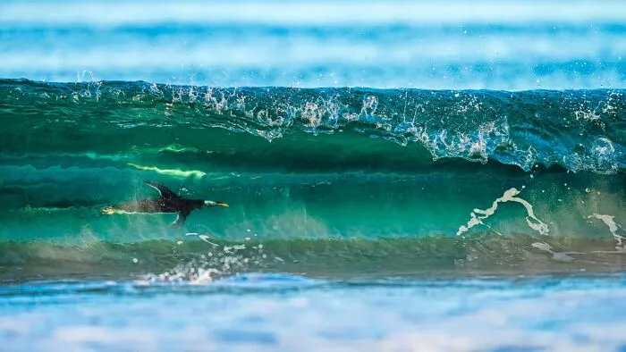 Category Birds: Highly Commended, "Surfing On The Other Side" By Levi Fitze
