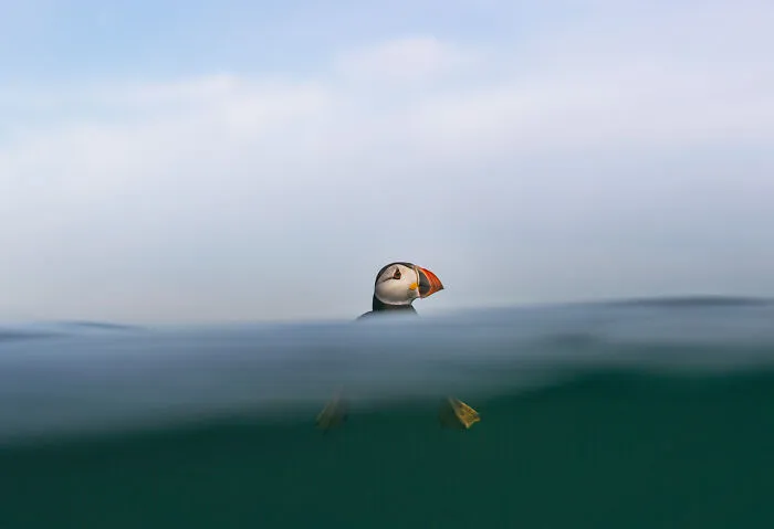 Category Animals Portraits: Highly Commended, "Puff(In) Daddy" By Brian Matthews