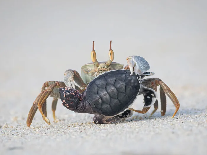 Category Other Animals: Highly Commended, "Taken By A Ghost" By Pandora Maund