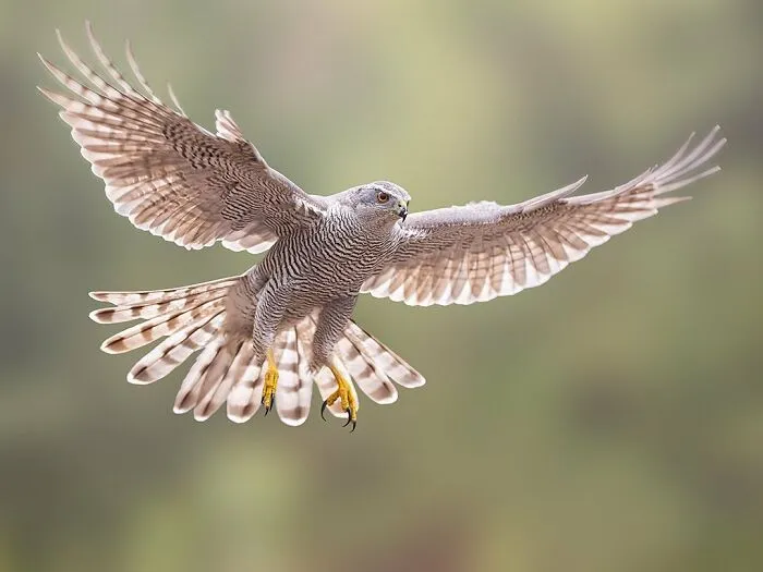 30 Captivating Bird Photographs By Raf Raeymaekers