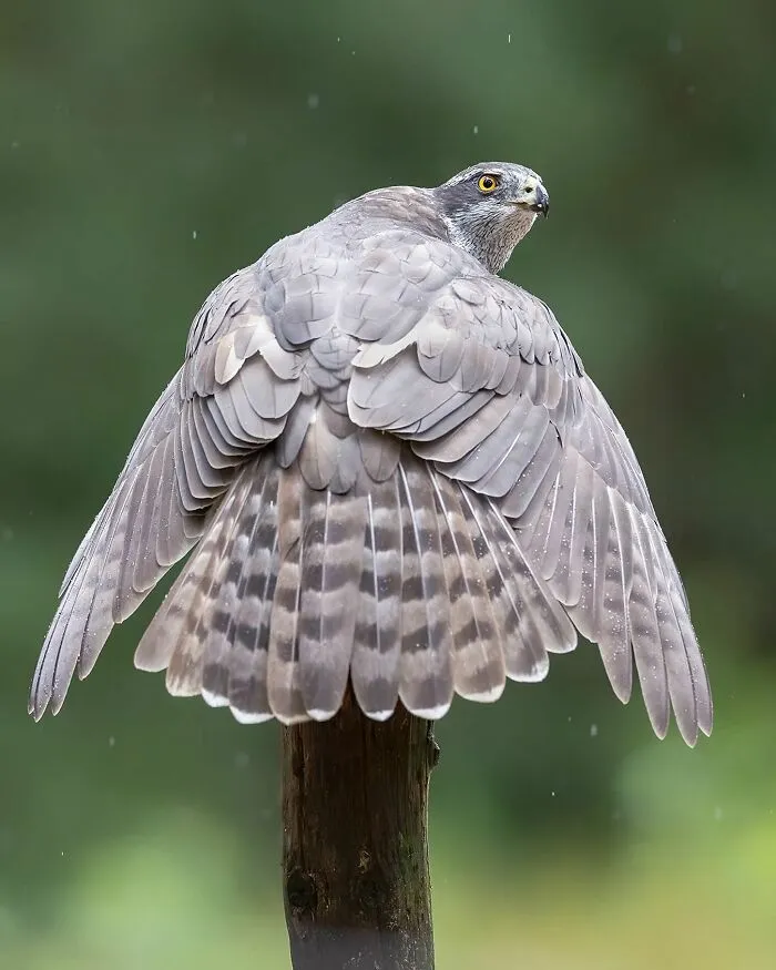 30 Captivating Bird Photographs By Raf Raeymaekers