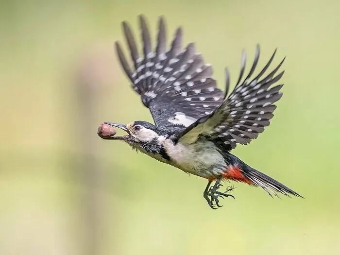 30 Captivating Bird Photographs By Raf Raeymaekers