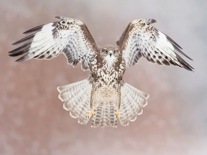 30 Captivating Bird Photographs By Raf Raeymaekers