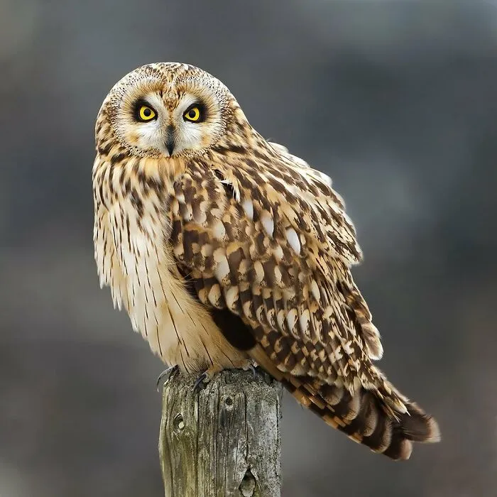 30 Captivating Bird Photographs By Raf Raeymaekers