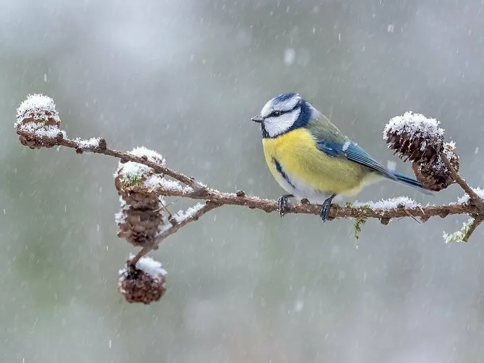 30 Captivating Bird Photographs By Raf Raeymaekers