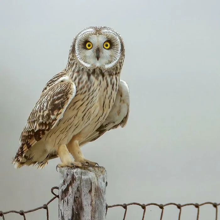 30 Captivating Bird Photographs By Raf Raeymaekers