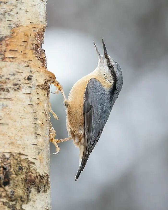 30 Captivating Bird Photographs By Raf Raeymaekers