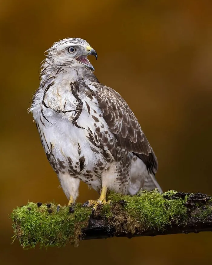 30 Captivating Bird Photographs By Raf Raeymaekers