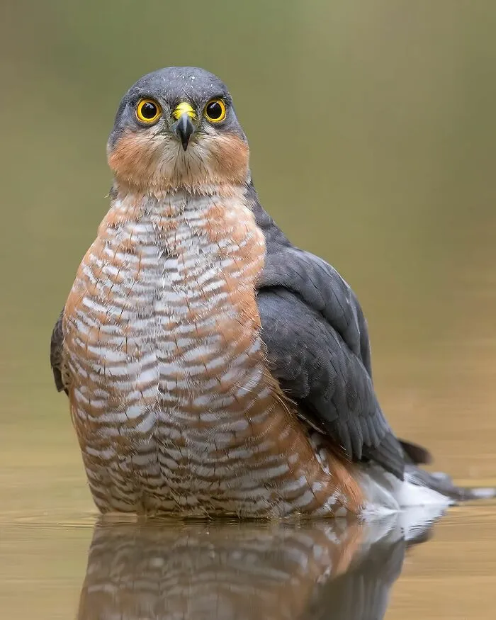 30 Captivating Bird Photographs By Raf Raeymaekers